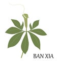 Ban xia herb Royalty Free Stock Photo