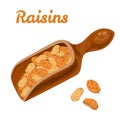 Golden raisins in wooden scoop. Royalty Free Stock Photo