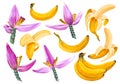 Bright vector set of bunches of banana and banana flowers.