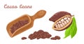 Cocoa beans in wooden scoop isolated