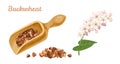 Buckwheat in wooden scoop, pile of grains and flowering plant isolated on white background. Gluten free cereal vector