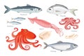 Seafood vector set. Cartoon flat Illustration of squid, octopus, dorado, herring, sardine, mackerel