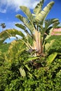 Banana Royalty Free Stock Photo