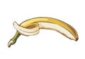 Ripe appetizing open banana isolated on white background, hand drawn vector illustration