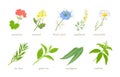 Set of cartoon medicinal herbs, plants and flowers. Vector cartoon flat illustration