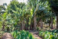 Banana Arrow roots Farm Landscape Vegetation Fields Meadows Nature Trees Blue Sky Farming In Kakamega County Kenya East Africa Royalty Free Stock Photo