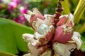 Pink banana flowering banana Royalty Free Stock Photo