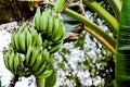 Banana background in nature weave pattern Royalty Free Stock Photo