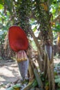 Banana Bloom and Fruit Royalty Free Stock Photo