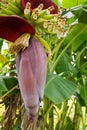 Banana blossom