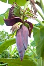 Banana Blossom