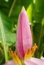 Banana Blossom