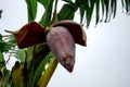 Banana blossom,Banana flowers hanging on a banana tree Royalty Free Stock Photo