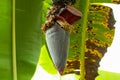 Banana blossom and bananas flower bunch on the tree Royalty Free Stock Photo