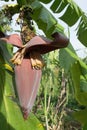 Banana blossom and bunch on tree in the garden at Thailand Royalty Free Stock Photo