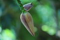 banana blossom, one of the edible flower of a wild species of tropical banana