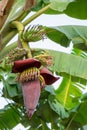 Banana blossom flowers hanging on a banana tree. Royalty Free Stock Photo