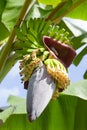 Banana blossom and fruits