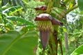 The banana blossom in the garden