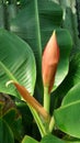 Banana blossom and green leaves in backyard garden in Thailand Royalty Free Stock Photo