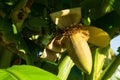 focus on banana blossom framed by beautiful banana leaves Royalty Free Stock Photo