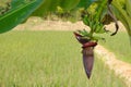 Banana blossom Royalty Free Stock Photo