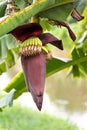 Banana blossom