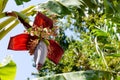 Banana blossom tree. Banana tree with flowers and young fruits. Tropical background Royalty Free Stock Photo