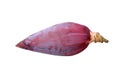 Banana blossom on white background Royalty Free Stock Photo
