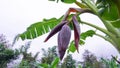 Banana blossoms from banana trees are planted by themselves in an agricultural garden against a white cloudy sky Royalty Free Stock Photo