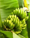 Banana bunch on banana tree Royalty Free Stock Photo