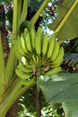 Banana bunch Royalty Free Stock Photo