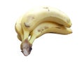 Banana bunch Royalty Free Stock Photo