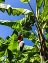 Banana bunch growing on a palm tree Royalty Free Stock Photo