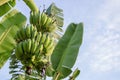 Banana bunch hanging on banana tree