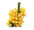 Banana bunch isolated on white background. Ripe bananas bunch isolated. Ripe golden bananas bunch isolated Royalty Free Stock Photo