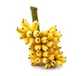 Banana bunch isolated on white background. Ripe bananas bunch isolated. Ripe golden bananas bunch isolated Royalty Free Stock Photo