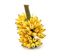 Banana bunch isolated on white background. Ripe bananas bunch isolated. Ripe golden bananas bunch isolated Royalty Free Stock Photo