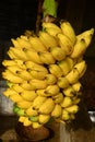 Banana Bunch Royalty Free Stock Photo