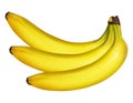 Banana bunch. Realistic vector 3D. Vector clipart isolated on white background