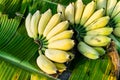 Banana bunch ripe