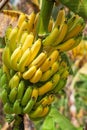 Banana Bunch On Tree Royalty Free Stock Photo