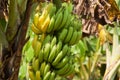 Banana Bunch On Tree Royalty Free Stock Photo