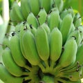 Banana bunch on tree in the garden Royalty Free Stock Photo