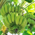 Banana bunch on tree in the garden Royalty Free Stock Photo