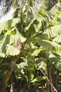 Banana bunch on tree Royalty Free Stock Photo