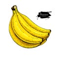 Banana bunch vector drawing. Isolated hand drawn object on white background. Summer fruit artistic