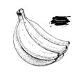Banana bunch vector drawing. Isolated hand drawn object on white
