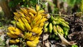 banana bunches have turned yellow