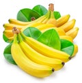 Banana bunches over green banana leaves isolated on white background Royalty Free Stock Photo